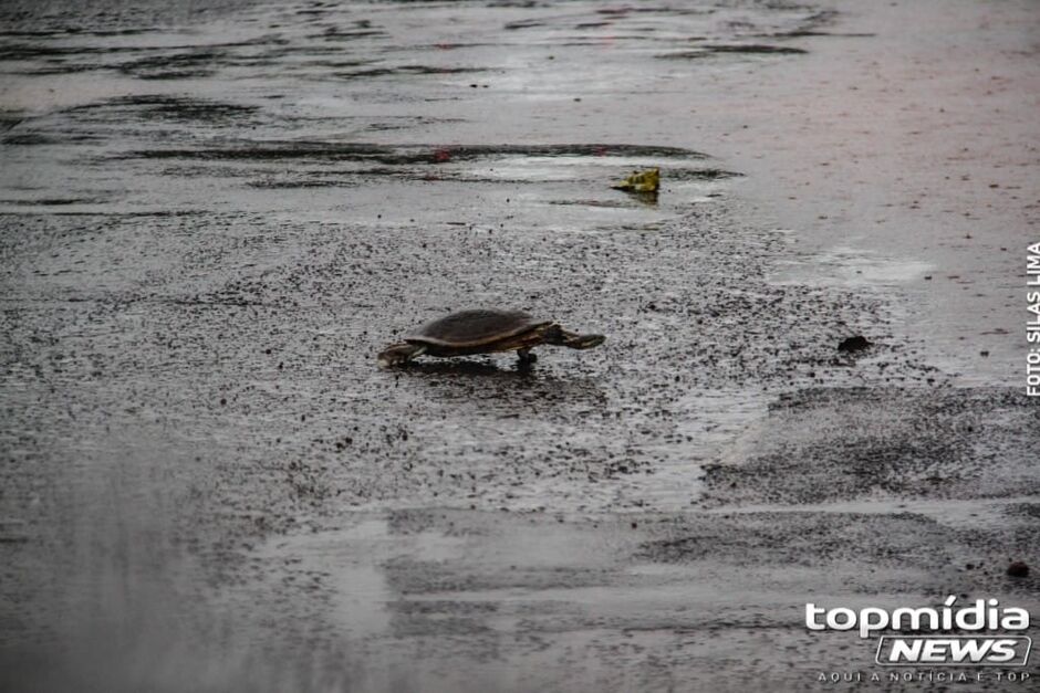 Além da tilápia, outros peixes e tartaruga foram encontrados no local
