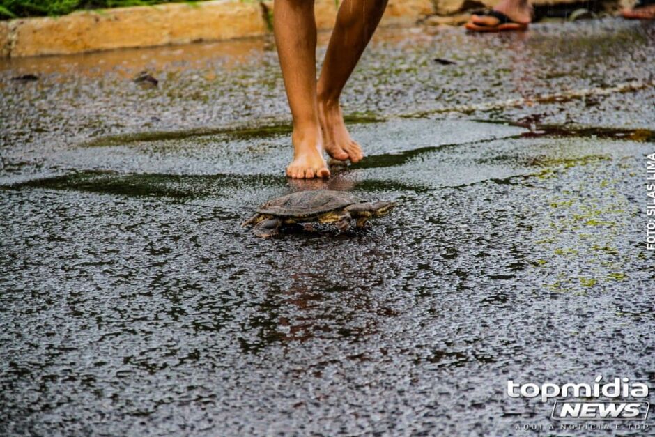 Além da tilápia, outros peixes e tartaruga foram encontrados no local