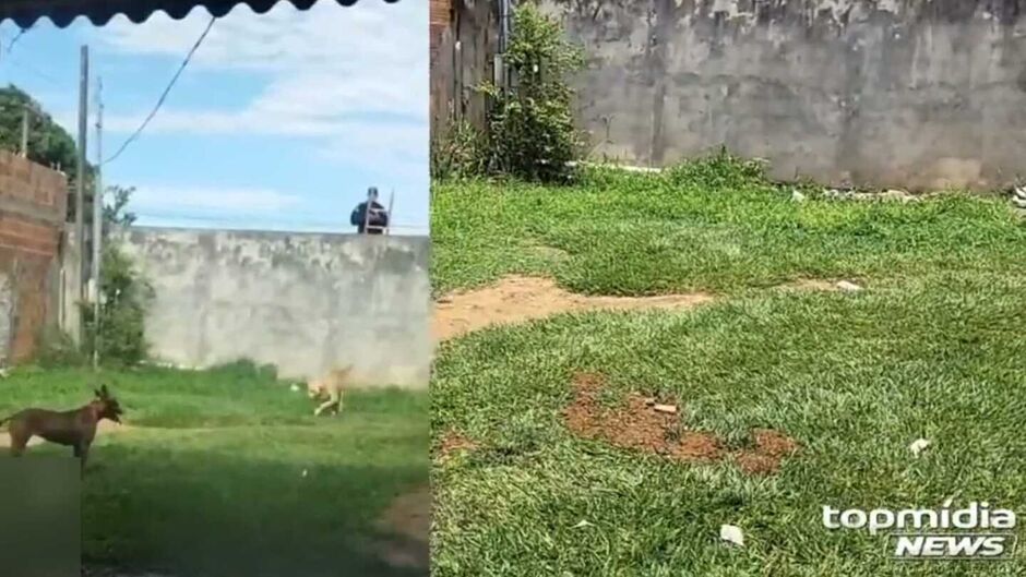 PM teve de conter ataque de cachorros