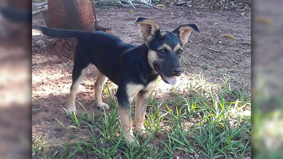 Família pede que devolvam a Jade