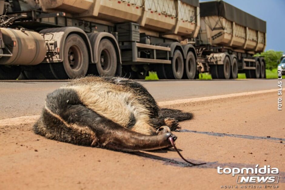 Animal está nas margens da pista