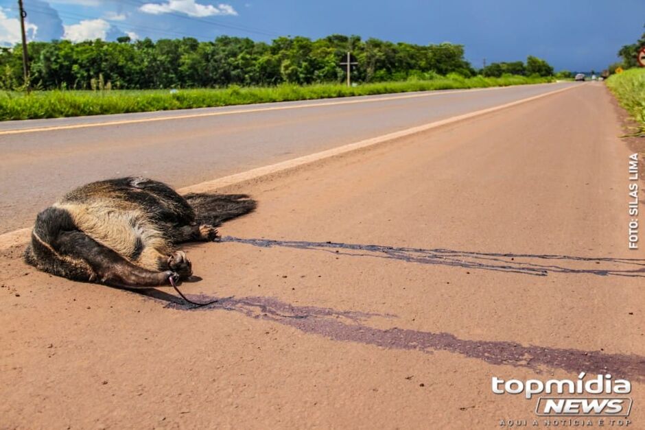 Animal está nas margens da pista
