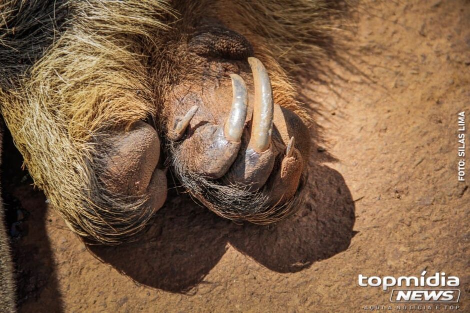 Animal está nas margens da pista