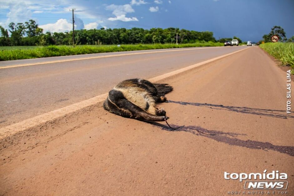 Animal está nas margens da pista