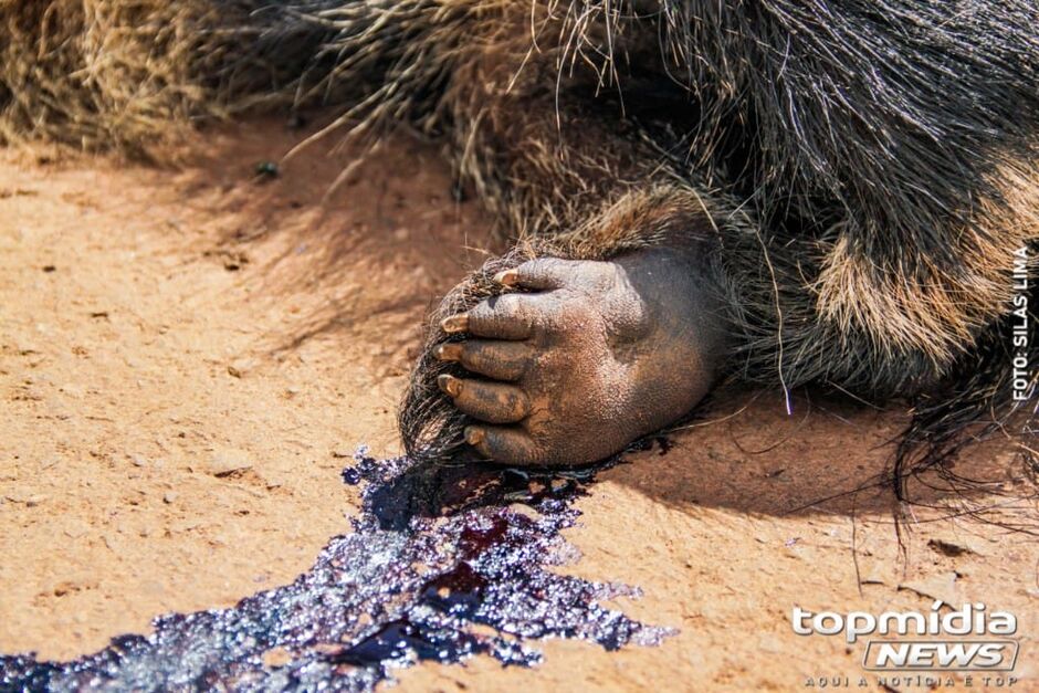Animal está nas margens da pista