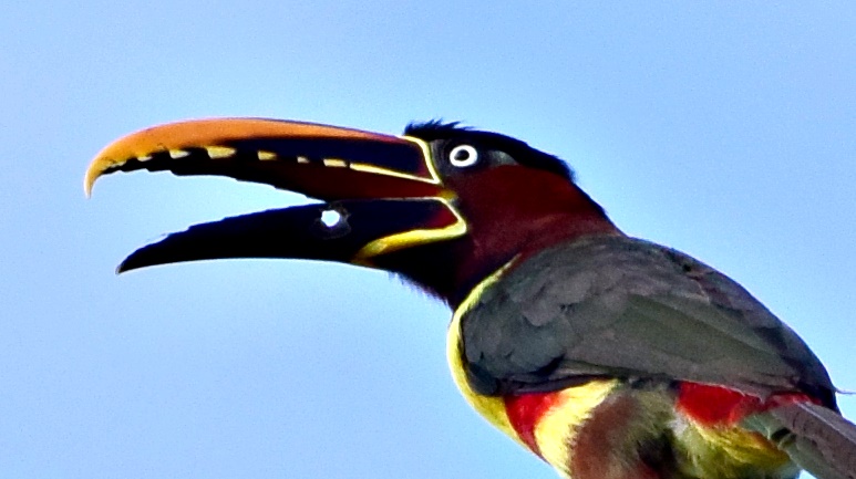 Animal foi flagrado neste sábado (21)