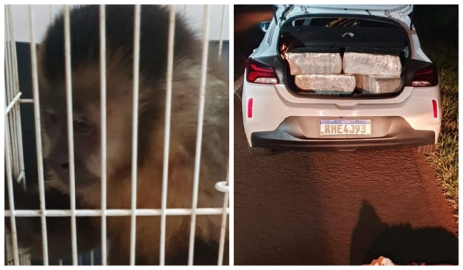 Macaco foi resgatado e maconha apreendida