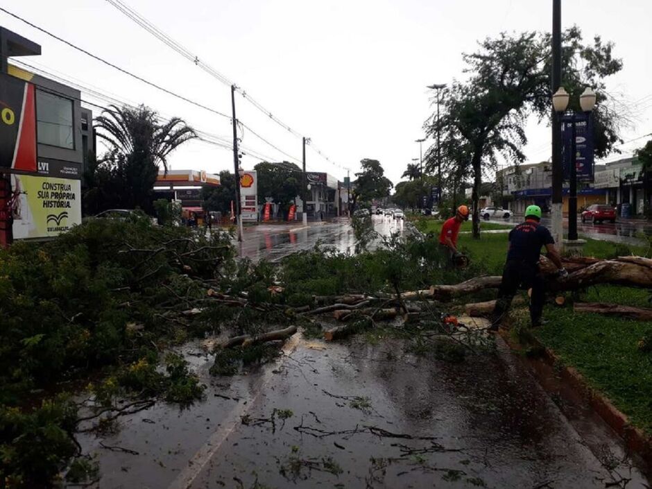 Árvore interditou avenida importante no centro 