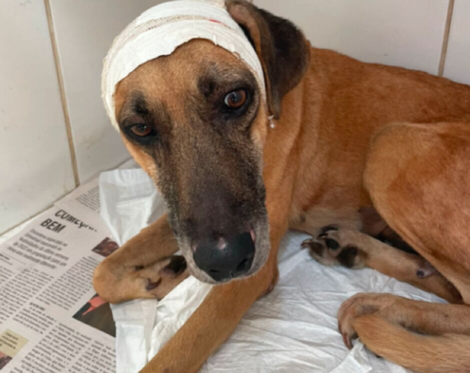 Cadela está em recuperação em clínica 