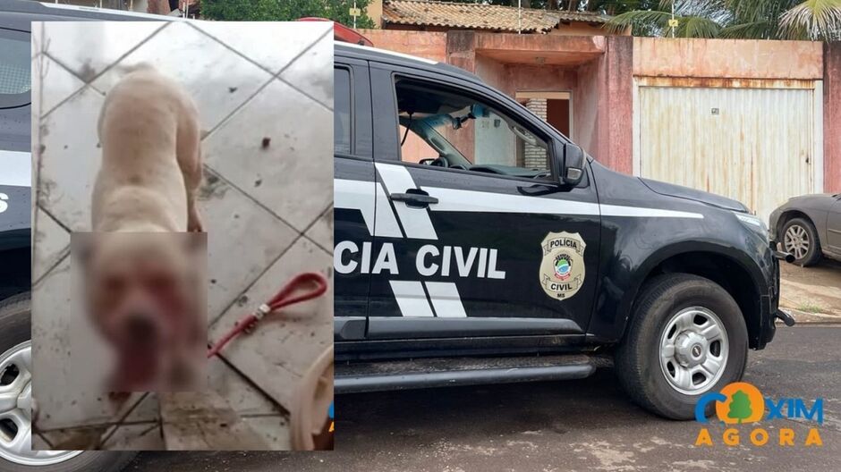 Cães agressores e vítima foram levados ao veterinário 