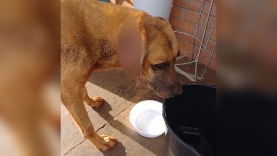 Cadela precisa de ajuda veterinária 