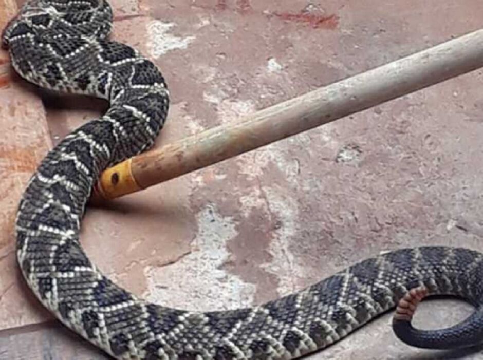 Cobra achada no dia 23 de fevereiro 