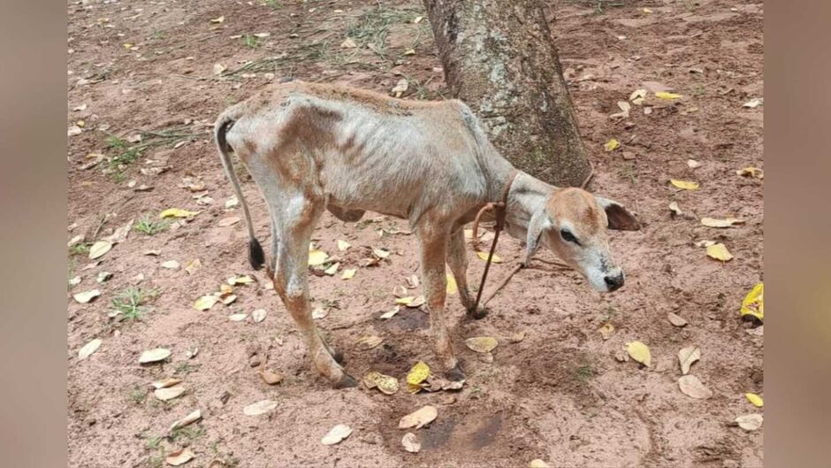 Animal estava com sinais de desnutrição
