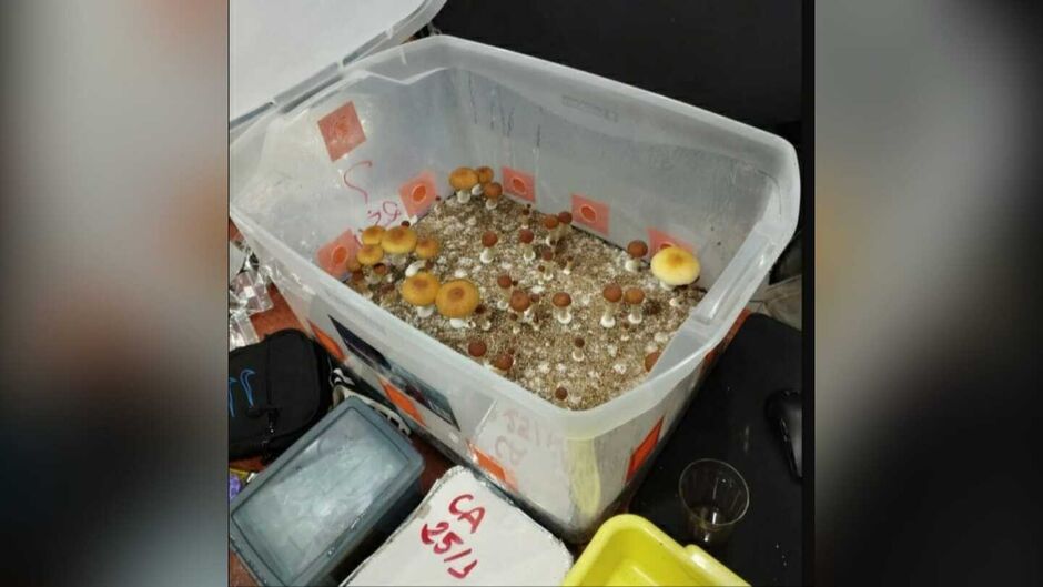 Fabricantes de cogumelos mágicos foram presos