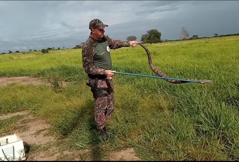 Animal estava próxima a academia