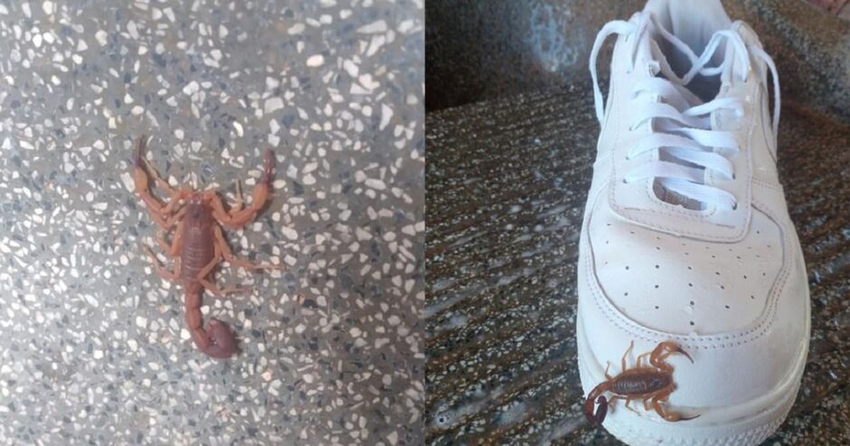 Mãe faz alerta, mas prefeitura nega infestação no bairro 