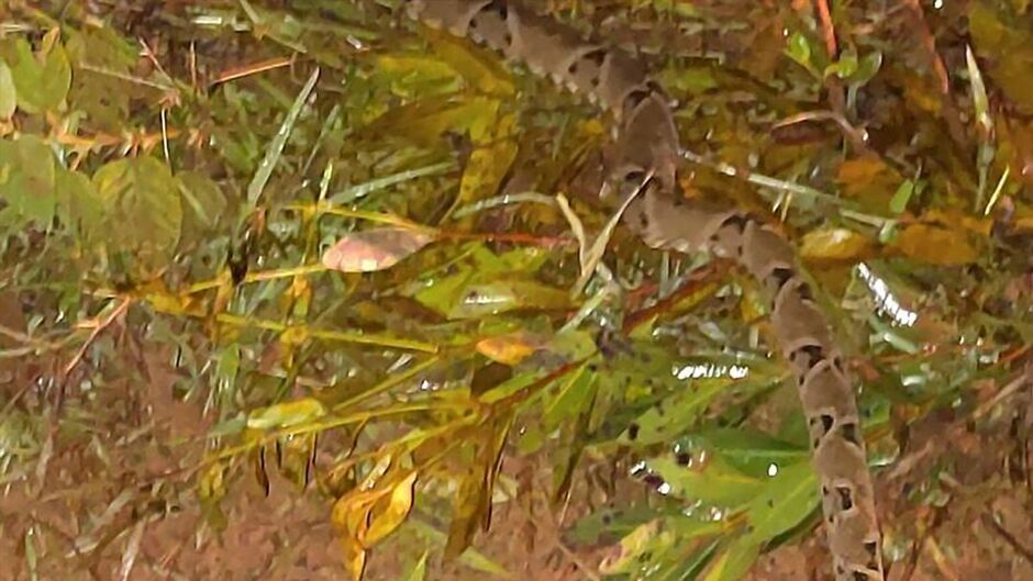 Cobra foi solta em área apropriada
