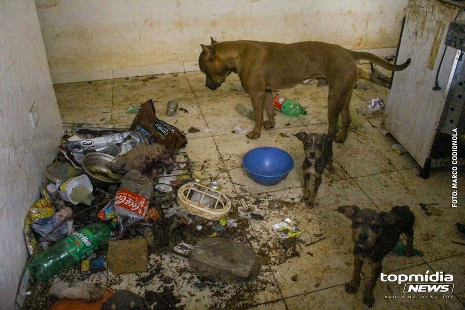 Animais foram resgatados e levados para o CCZ