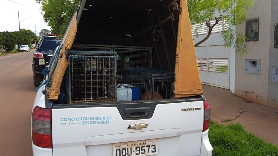 Animais foram resgatados e levados para o CCZ