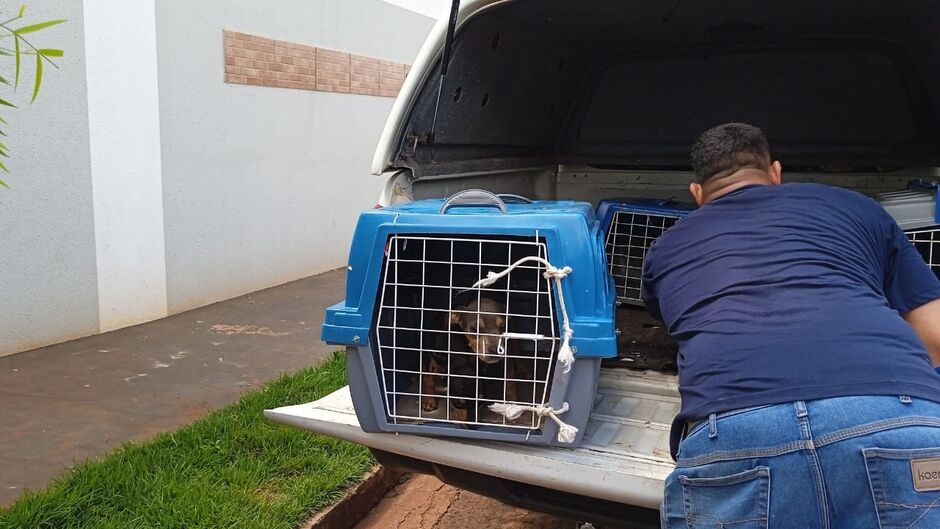 Animais foram resgatados e levados para o CCZ