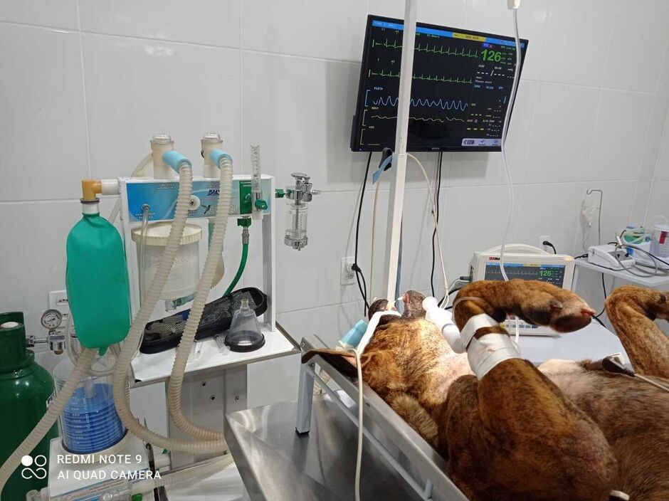 Cachorrinho foi atendido por veterinário da cidade