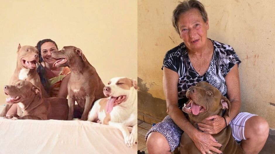 Os doguinhos são extremamente dóceis 