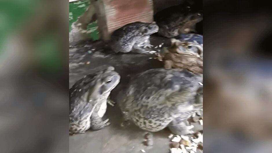 Animais são alimentados na colher 