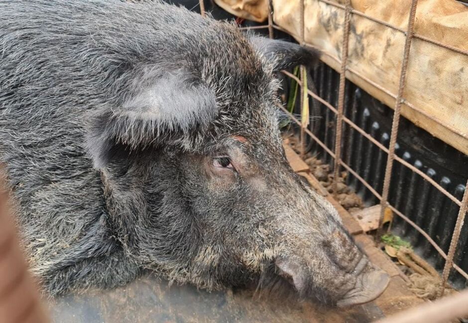 Animal estava sendo transportado em uma jaula