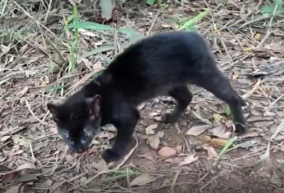 Animal foi encontrado na lavanderia da residência