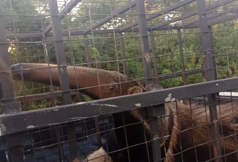 Animal foi resgatado e solto na mata