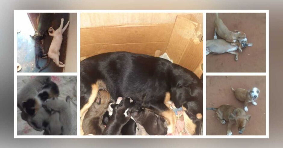 Mulher cuida de quase 100 animais e quer doar alguns deles