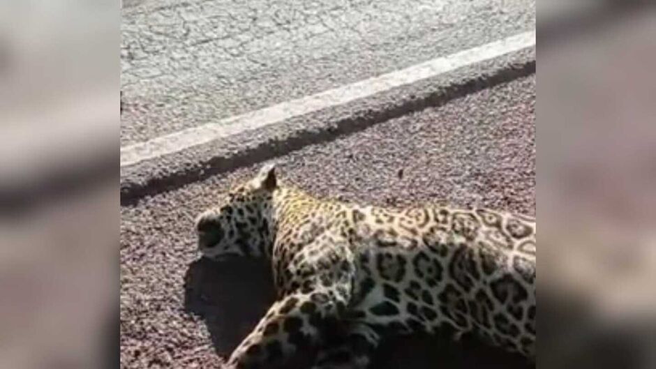 Animal não resistiu aos ferimentos