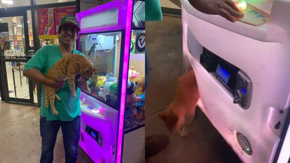 O animal era manso e ganhou colo do empresário