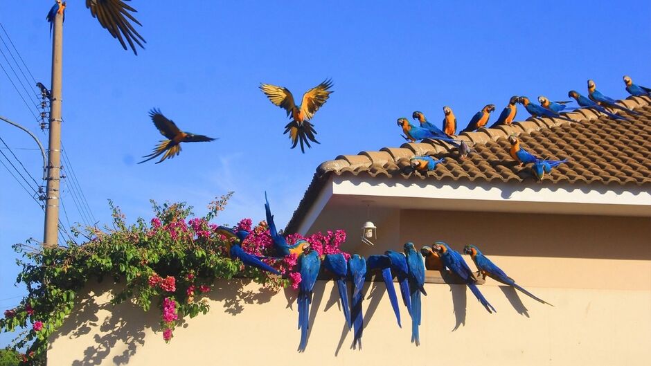 Ave é um dos símbolos do município