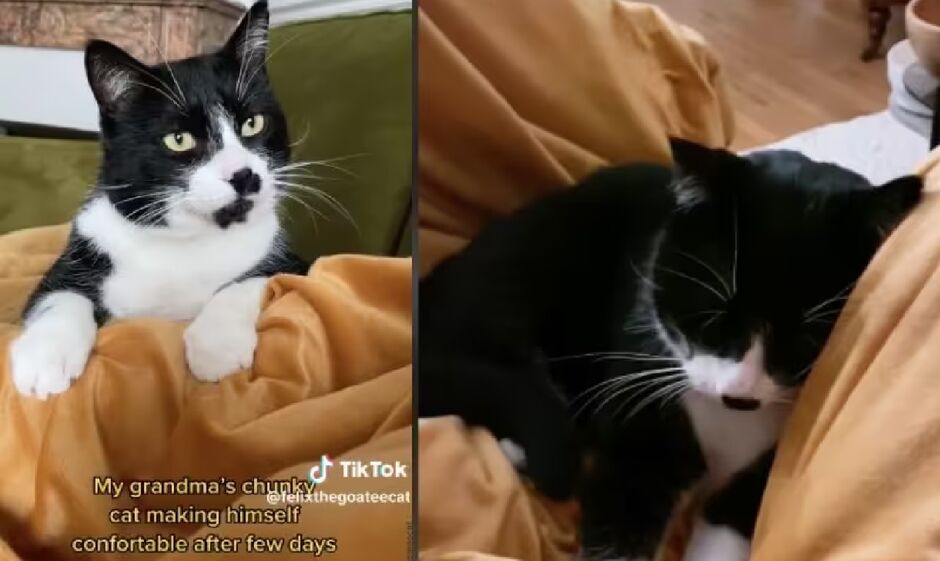 Felix atualmente 'reina' na casa da neta