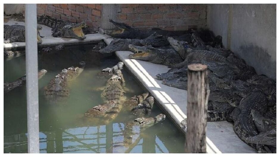 Os animais arrancaram e comeram um dos braços do idoso