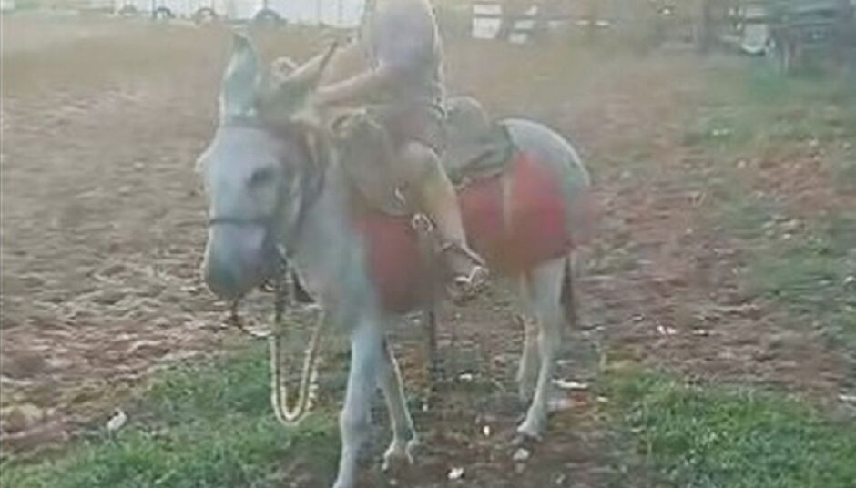 Animal está desaparecido há três dias