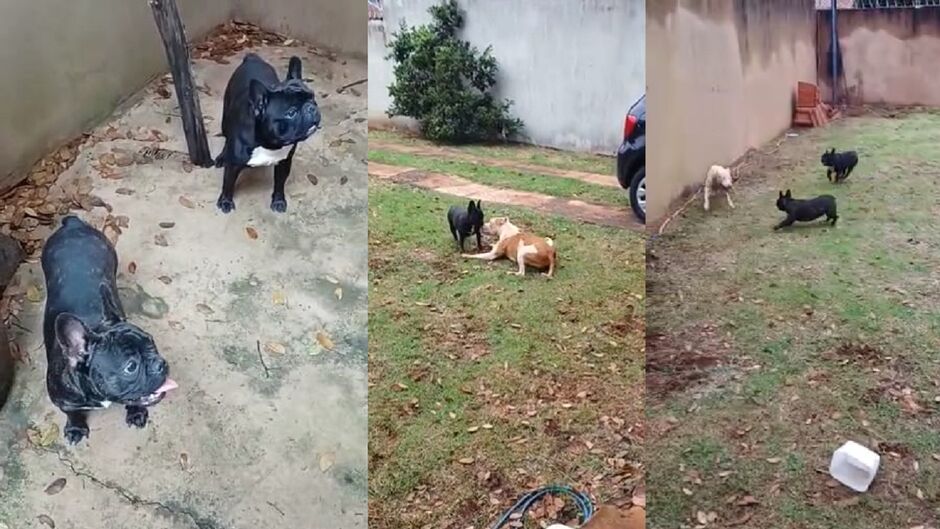 O pit bull de Nayara amou os amiguinhos