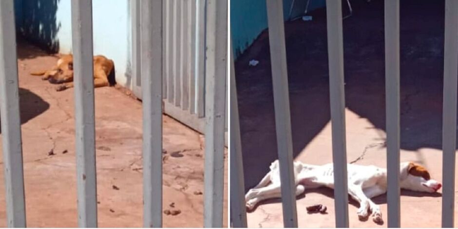 Cães estariam em situação de fome no Buriti 