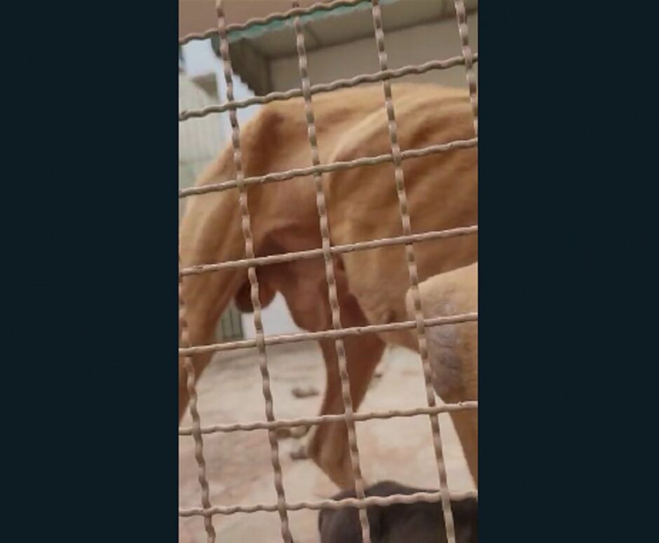 Cães estavam em situação de fome extrema 