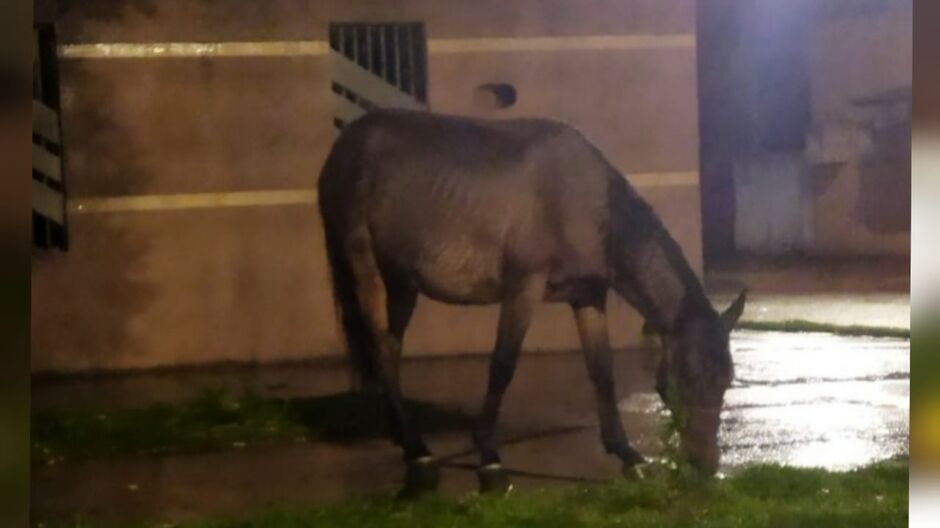 Cavalo está perdido e ajuda foi pedida nas redes sociais