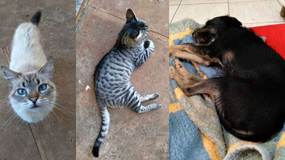 Gatos e cachorra foram tratados em clínica