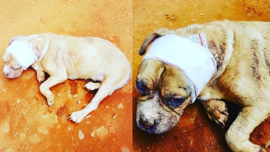 Doguinha precisa de cuidados e de um lar seguro 