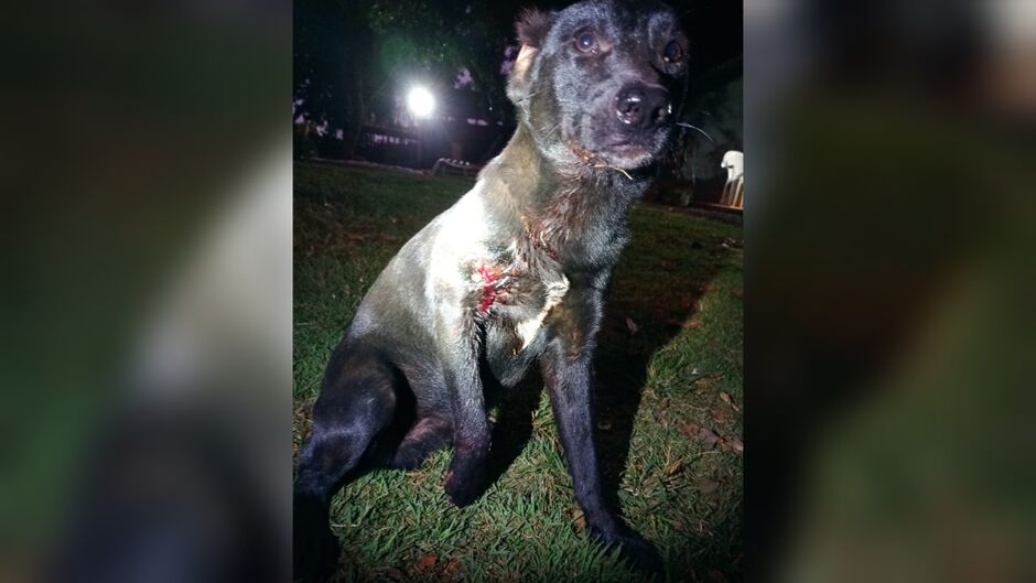 Animal foi socorrido e passa bem