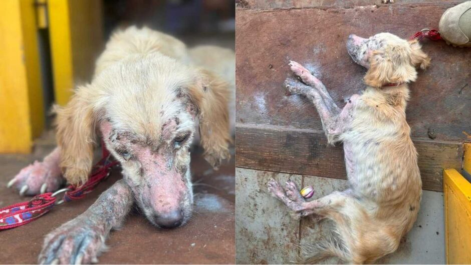 Cachorrinha estava em uma situação bastante delicada