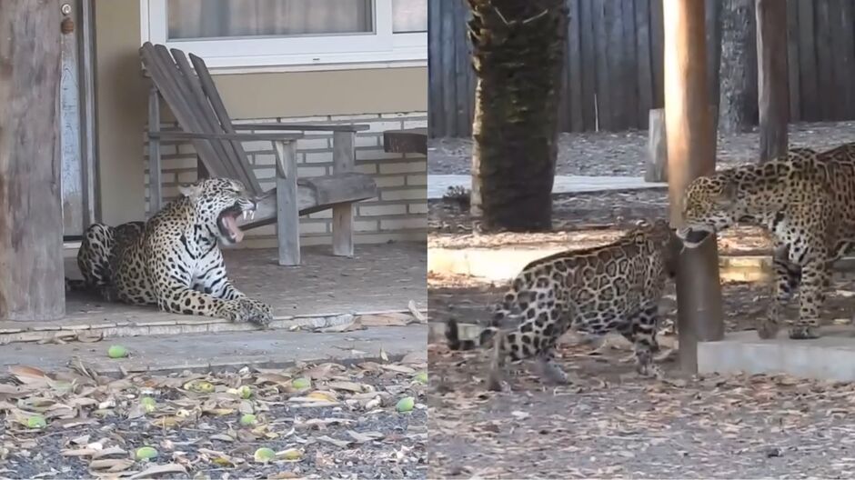 Onças apareceram em um hotel em Miranda