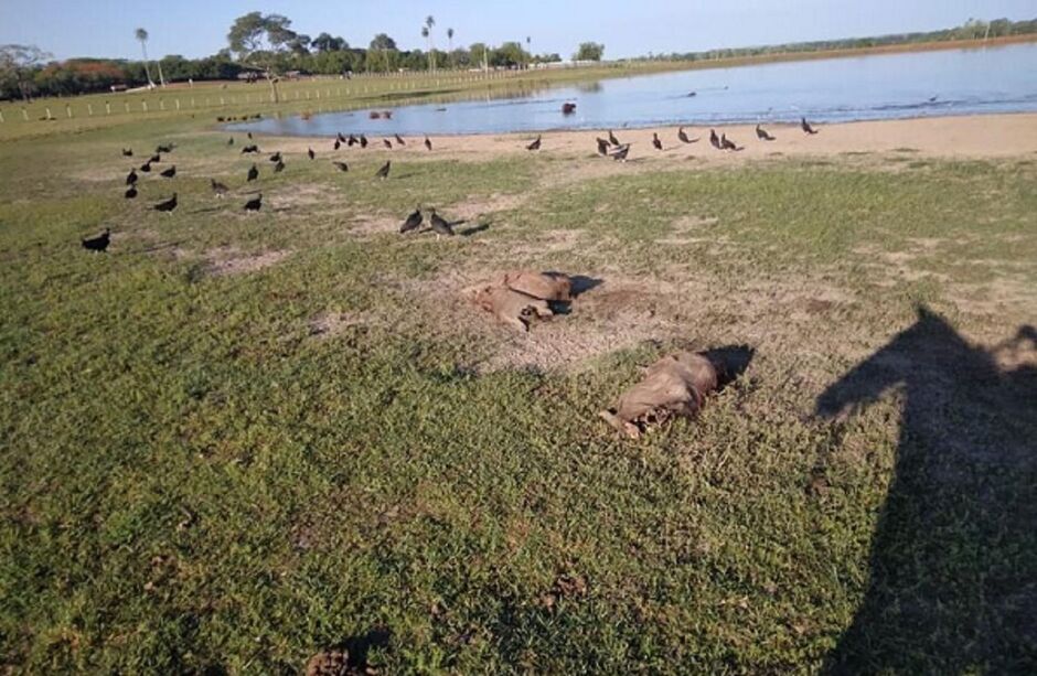 Suspeito usou ração para atrair e matar roedores 