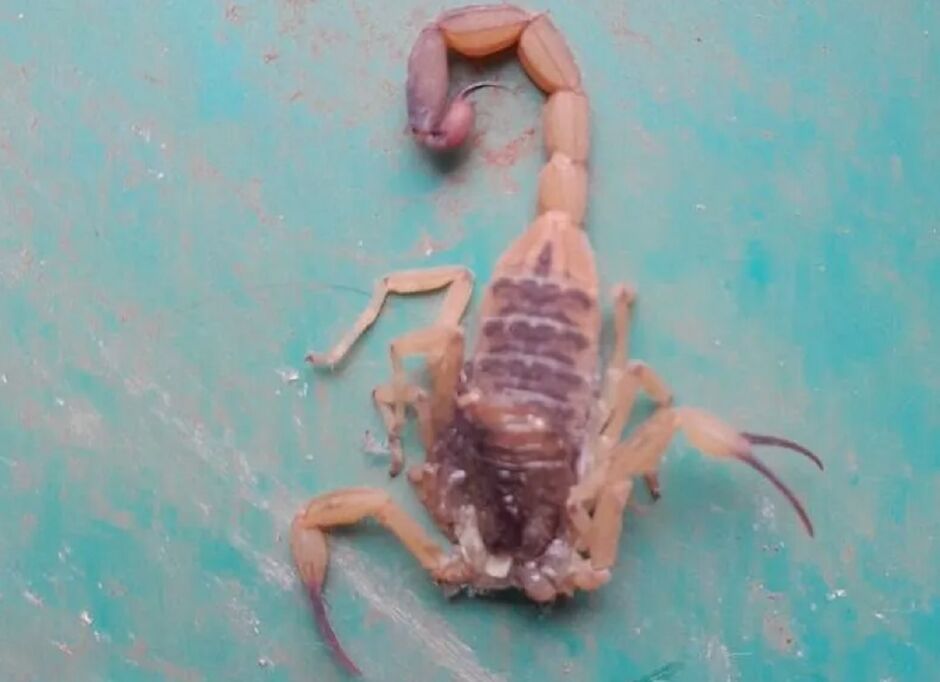 Escorpião foi achado dentro de casa com dois cachorros 