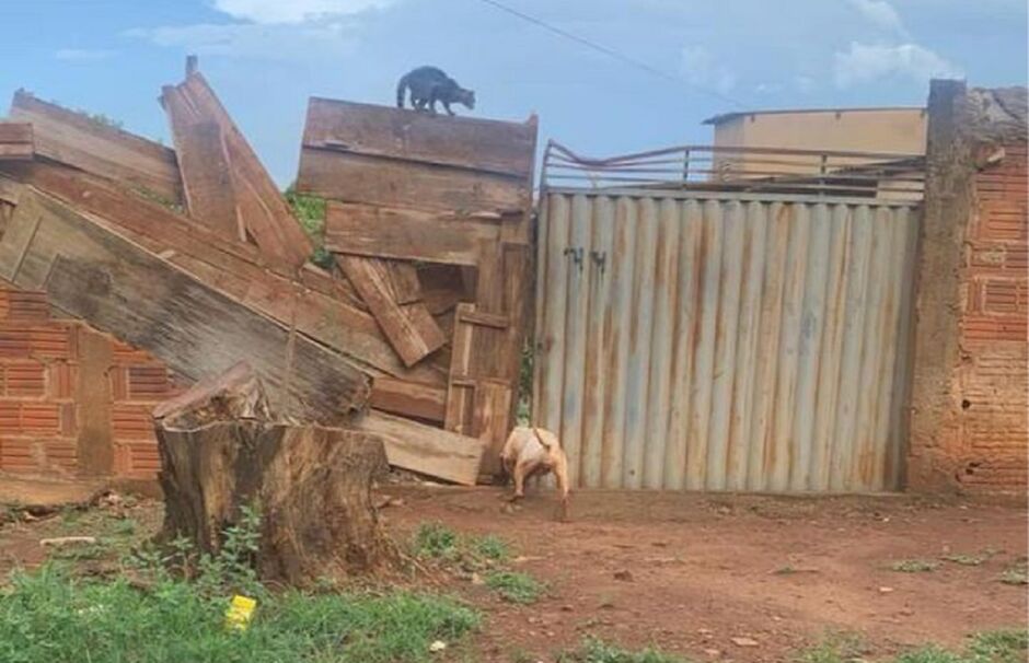 Pitbull ataca na Avenida 7 com a Rua 83 