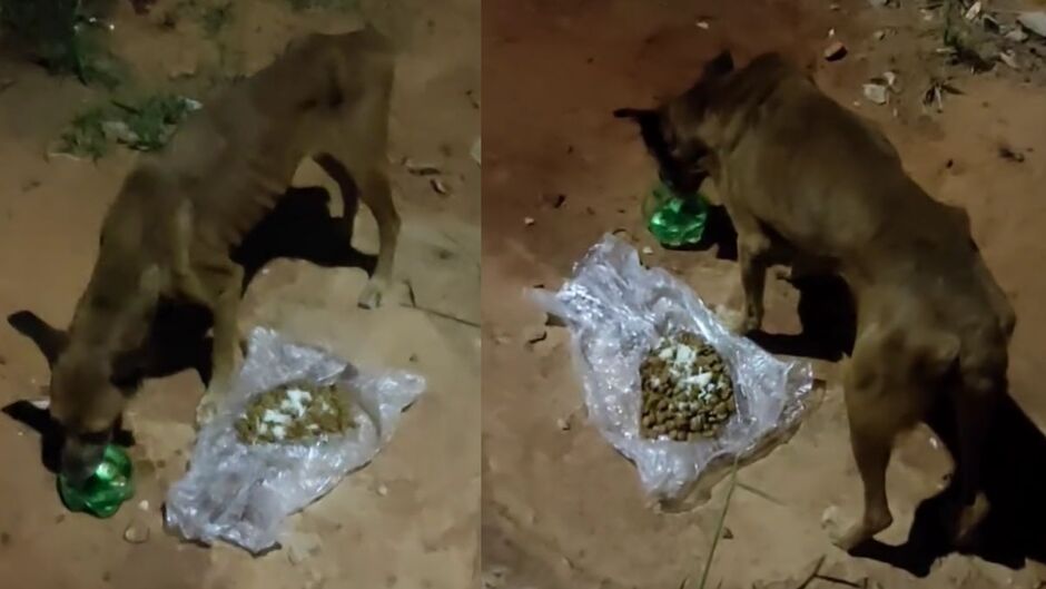 Animal recebeu &aacute;gua e ra&ccedil;&atilde;o